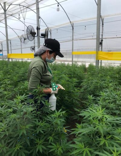 Pharmacol Cannabis Production Licenced Company in Colombia